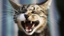 Ile zębów ma kot: schemat szczęki dorosłego kota